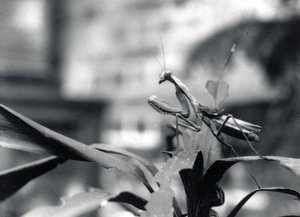 カマキリ、1915 作： Frederick William Bond